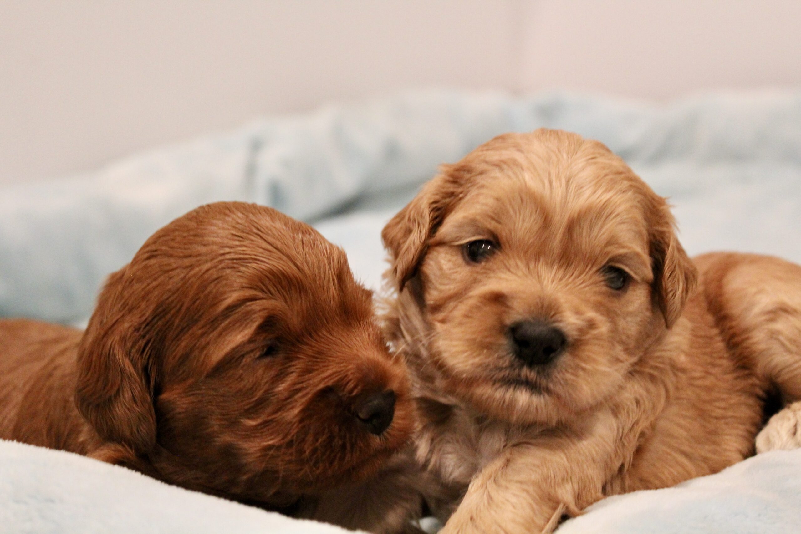 CC91867C-FDA5-4D9D-BDFF-339DEAF2CA76_1_201_a