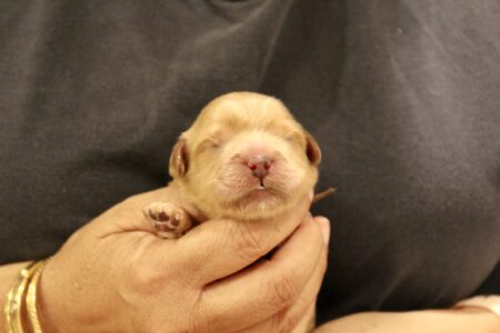 CCFBCDFD-93D9-4017-B93D-FCCAD3F5F38E_1_201_a