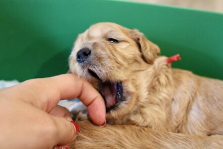 D7F8A28F-E144-425C-91D8-9C37E12E3FA4_1_201_a