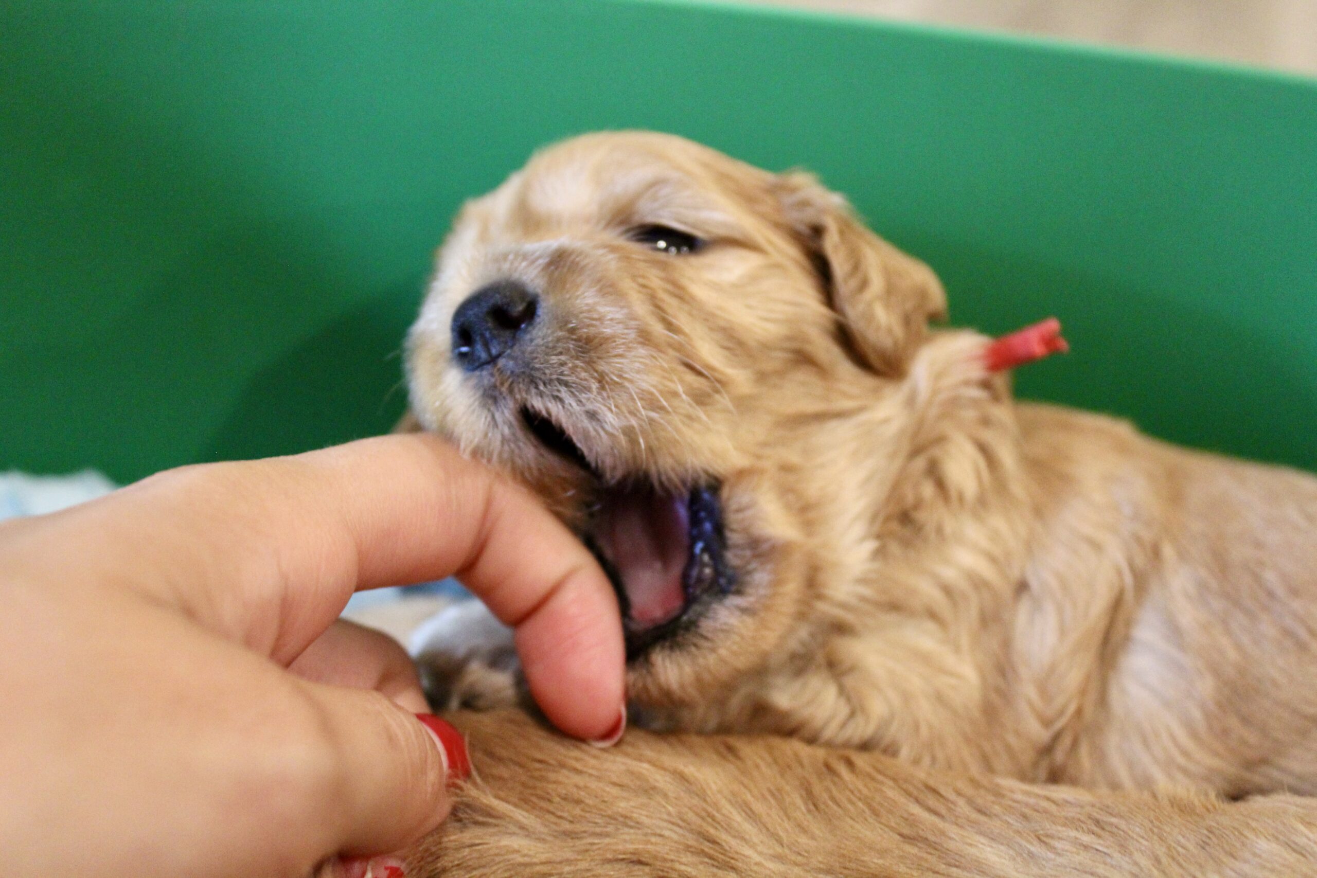 D7F8A28F-E144-425C-91D8-9C37E12E3FA4_1_201_a