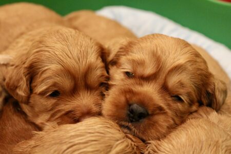 D9482CEA-29BA-49C0-B43C-18C820B0011A_1_201_a