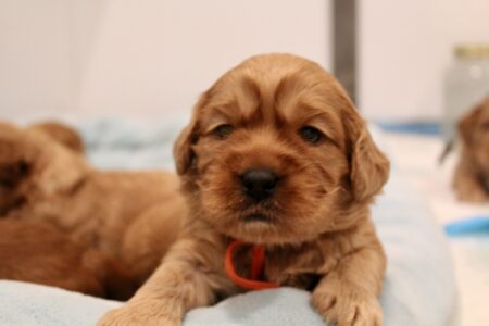 E1308899-5C0B-4045-ABBA-8CE92F6D1A7F_1_201_a