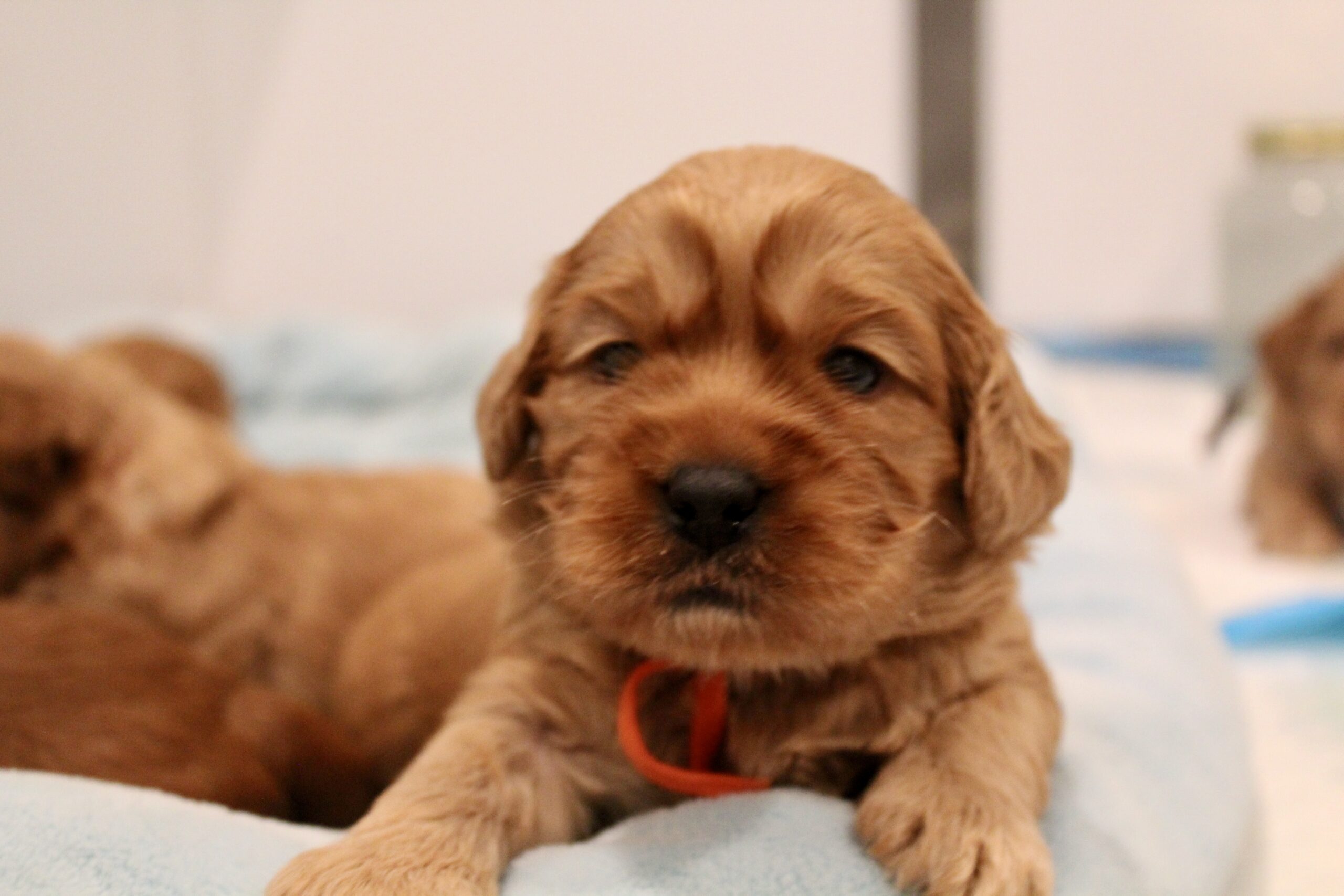 E1308899-5C0B-4045-ABBA-8CE92F6D1A7F_1_201_a