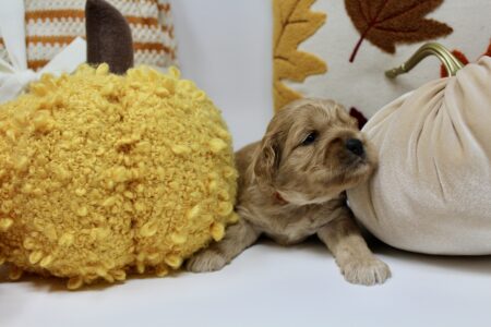 E6EC3FBB-3B90-467C-A3FB-E27677DF736A_1_201_a