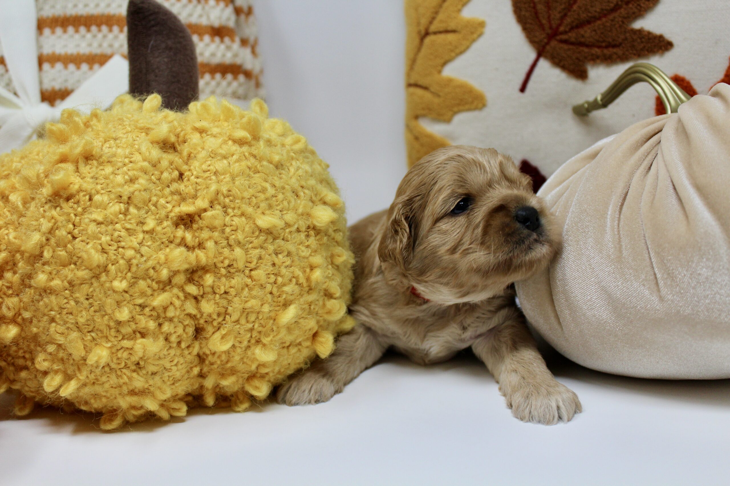 E6EC3FBB-3B90-467C-A3FB-E27677DF736A_1_201_a