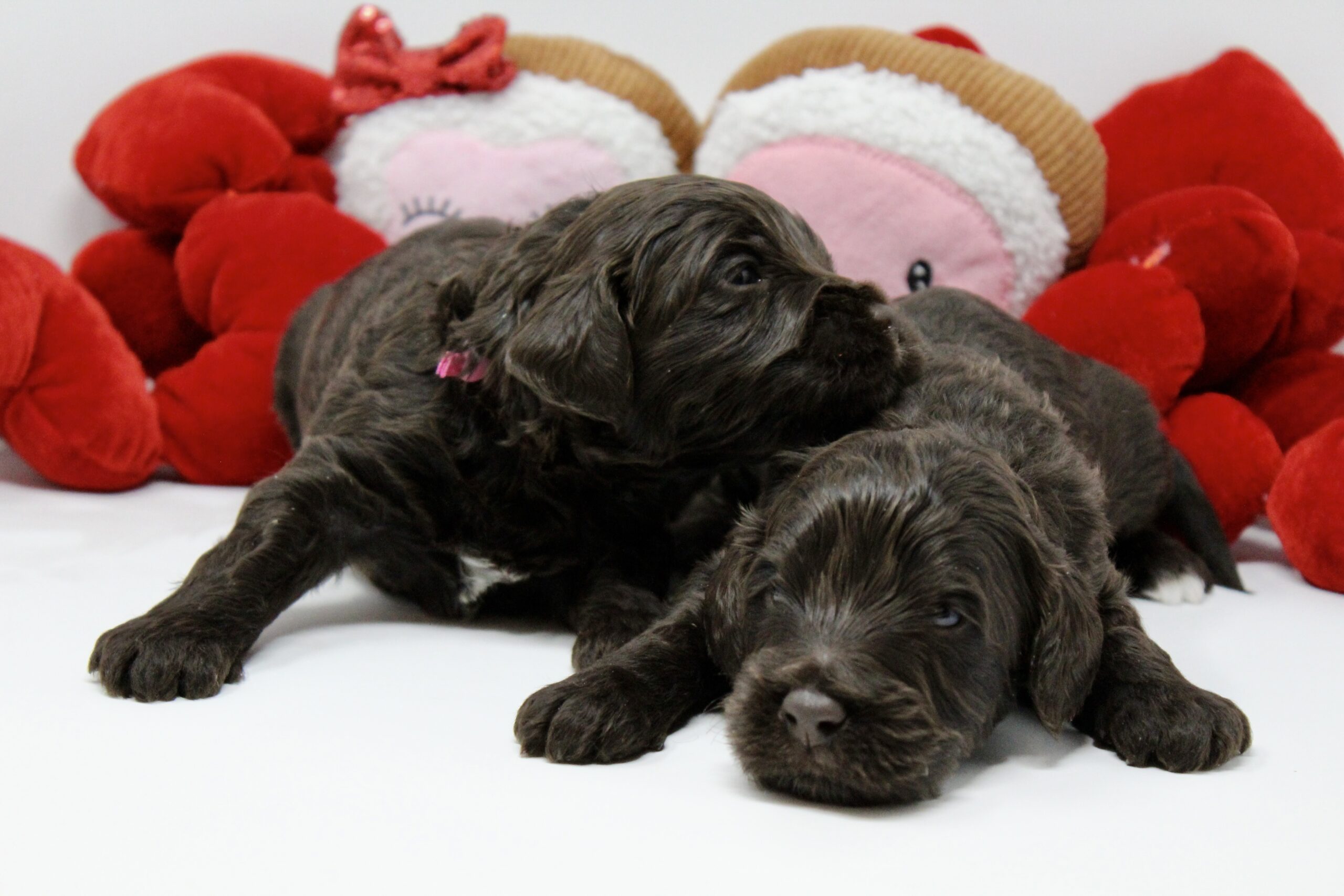 08585D18-BC99-4360-A9B9-DEC8747CDCF3_1_201_a