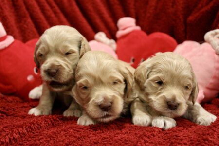 4BFE8CA3-DC27-491B-94C6-532261D17E87_1_201_a