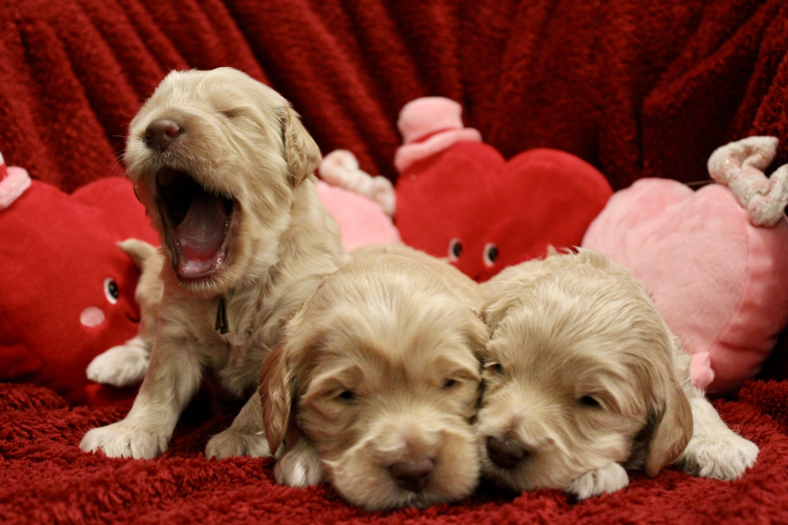 740AF7F4-9CFE-4CCB-AA6C-FA5C74C5A79D_1_201_a