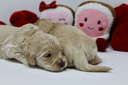 82642A3A-782A-4CFC-AB7F-EBF9FEA69371_1_201_a