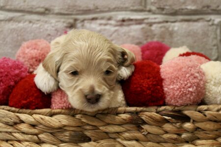 9C9683A8-6C79-4EA9-B652-2F34C5E22278_1_201_a