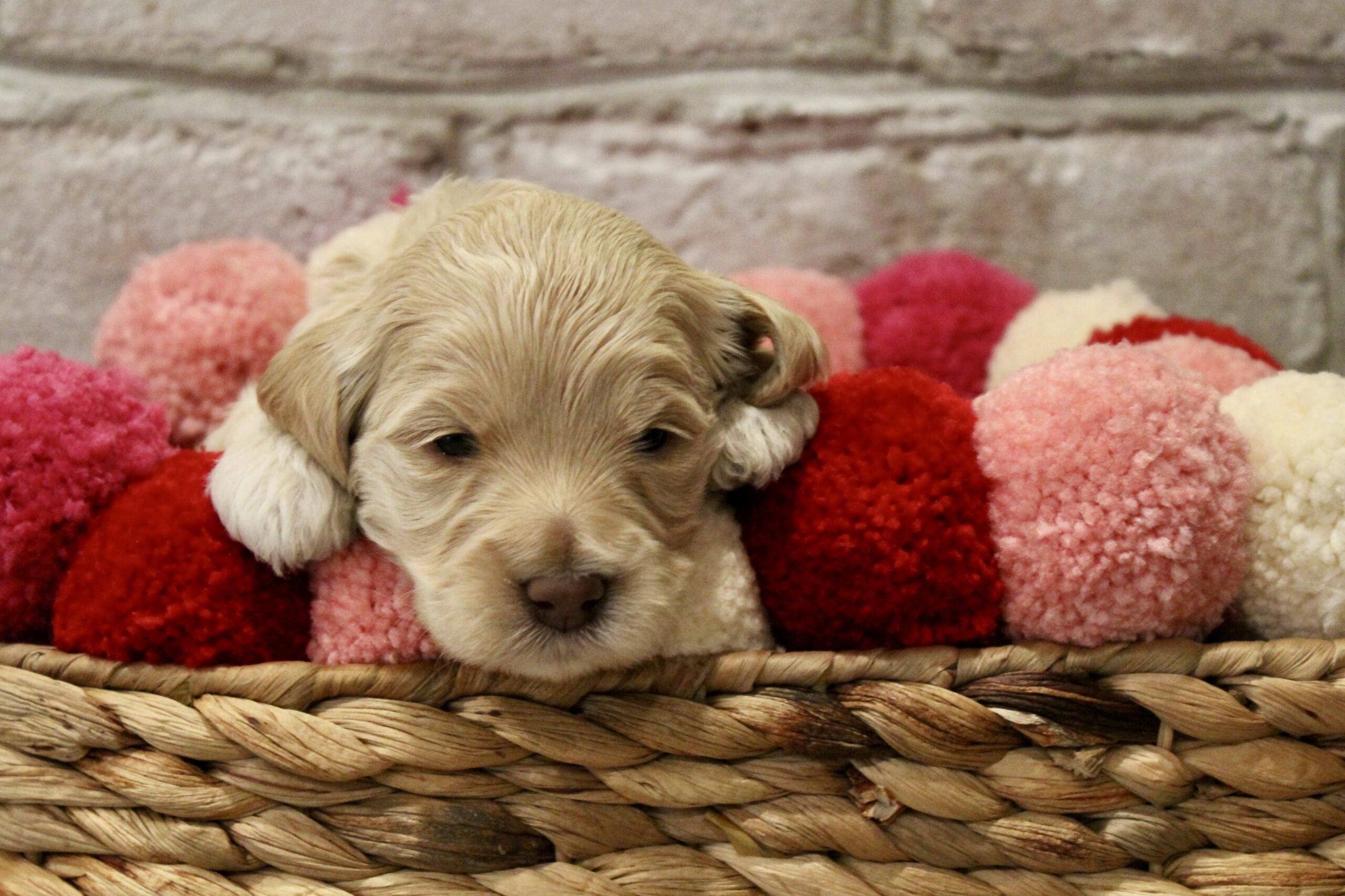 9C9683A8-6C79-4EA9-B652-2F34C5E22278_1_201_a