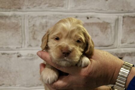 ADE17092-89DA-4E8F-B783-95CF598E6816_1_201_a