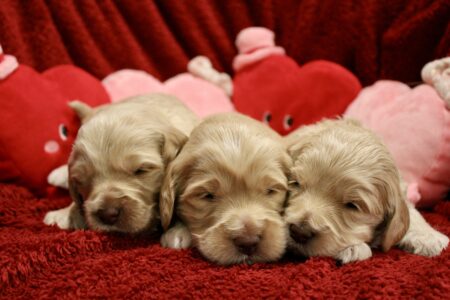 B6BCB36E-269A-4DD3-BBA2-1F2DC7F40E42_1_201_a