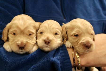 C974FF99-BB21-4306-A5B2-9203E40073FF_1_201_a