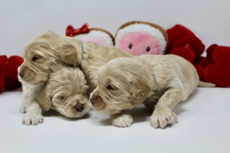 DB832935-7AAC-49AE-B9B4-F250BBE0CDCD_1_201_a