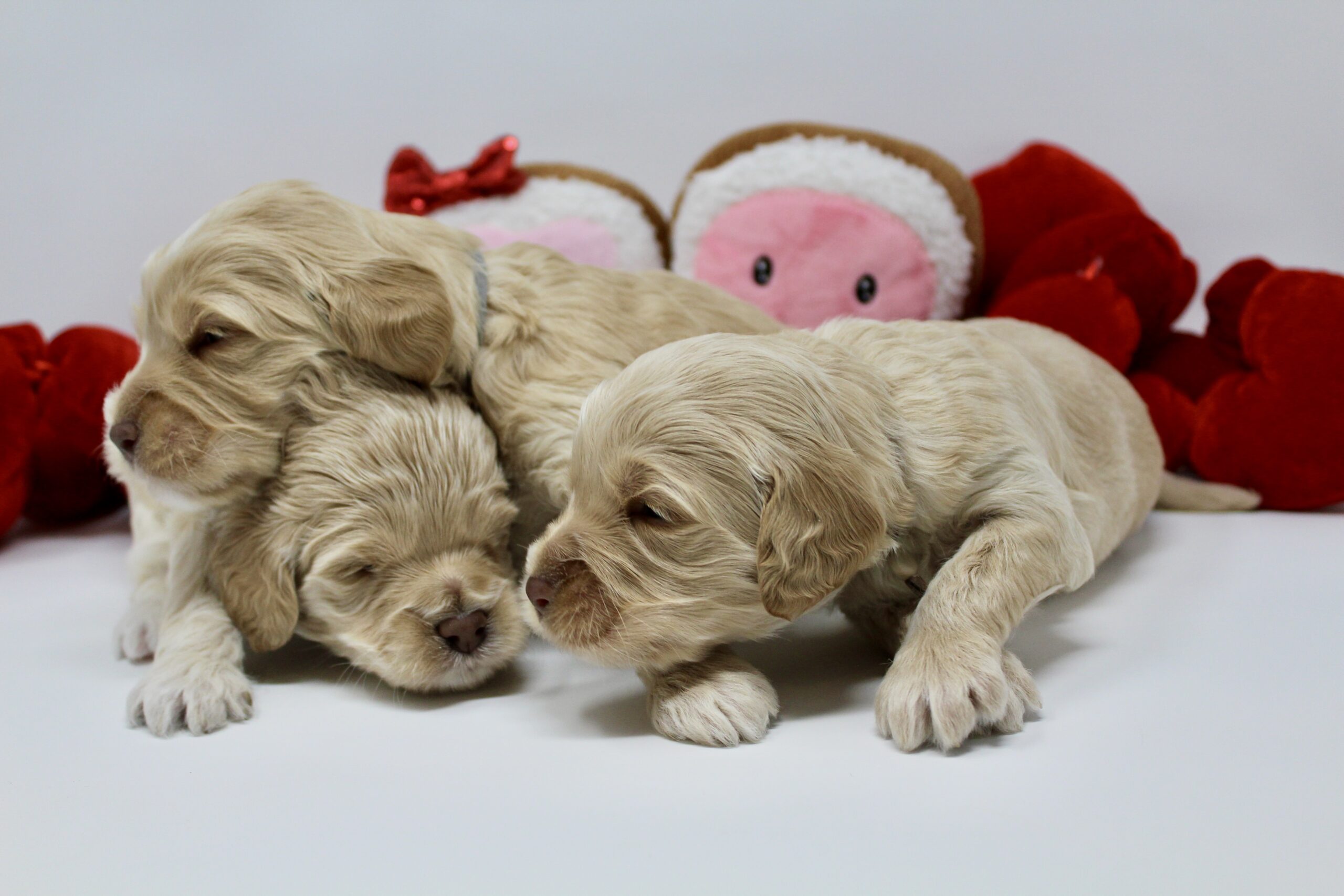 DB832935-7AAC-49AE-B9B4-F250BBE0CDCD_1_201_a