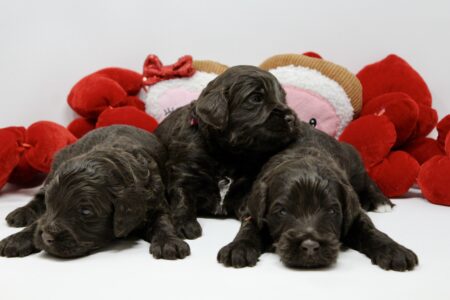 EE57564D-BBAB-472D-8BE0-C45C16F8236B_1_201_a