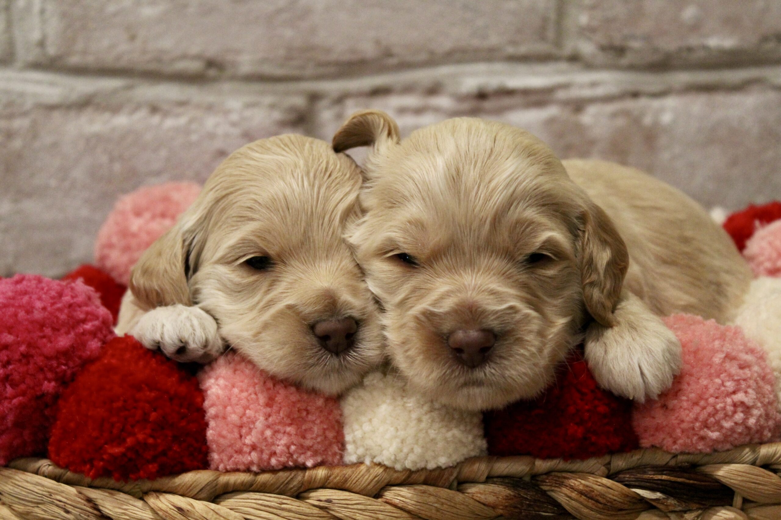 F319F6C0-234F-4DEF-9599-7C6ABA8BEF3B_1_201_a