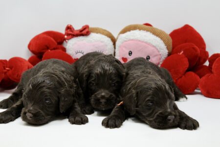 F7A9C18D-CEC1-441D-AD7A-DFEFB14D7491_1_201_a