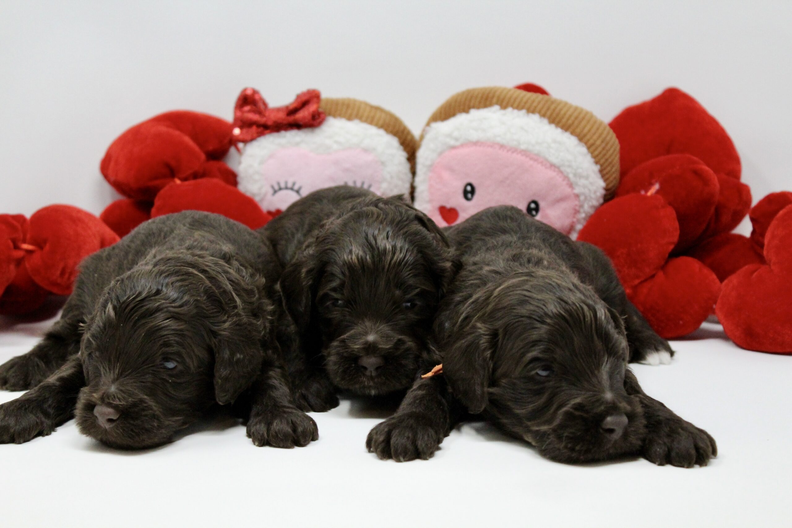 F7A9C18D-CEC1-441D-AD7A-DFEFB14D7491_1_201_a