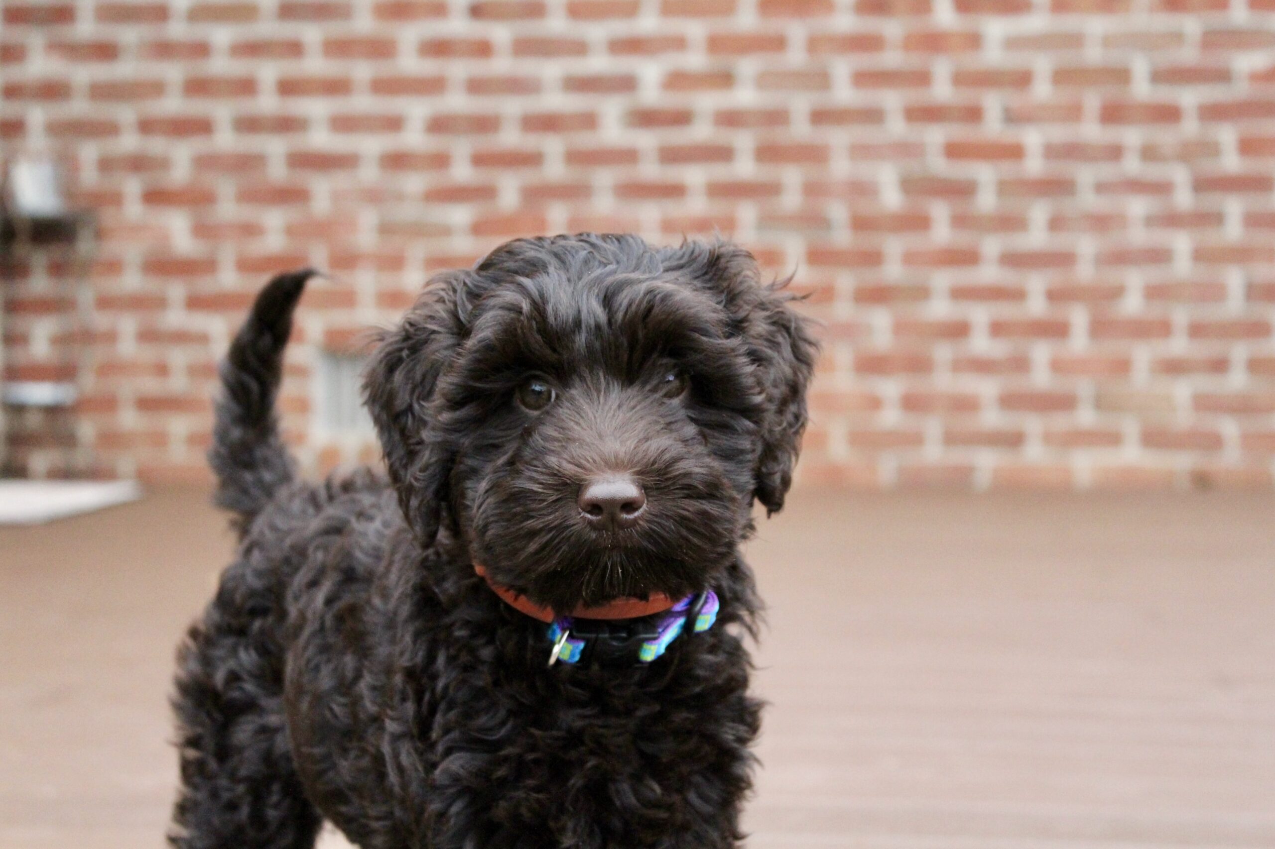 B1E5BCE3-B5B3-400A-8440-A13FCEB56A09_1_201_a