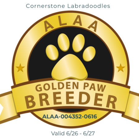 Cornerstone Labradoodles Gold